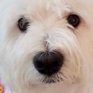 Meet your Posher, Pamela